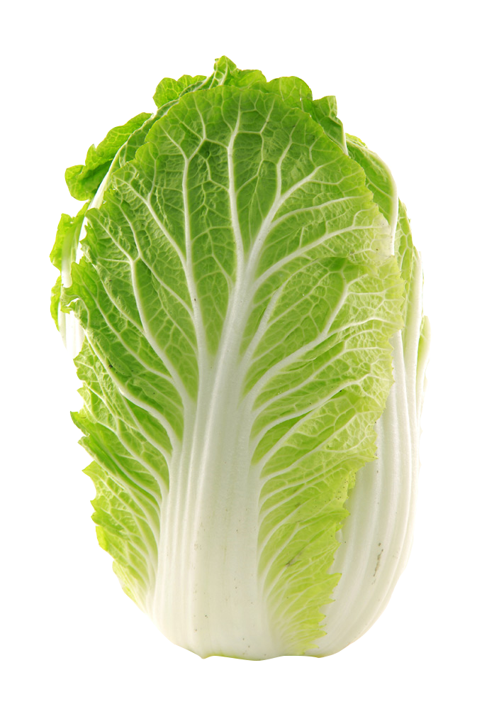 lechuga-endivia