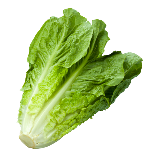 lechuga-manteca