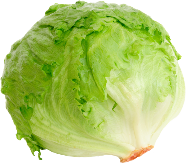 lechuga-repollada