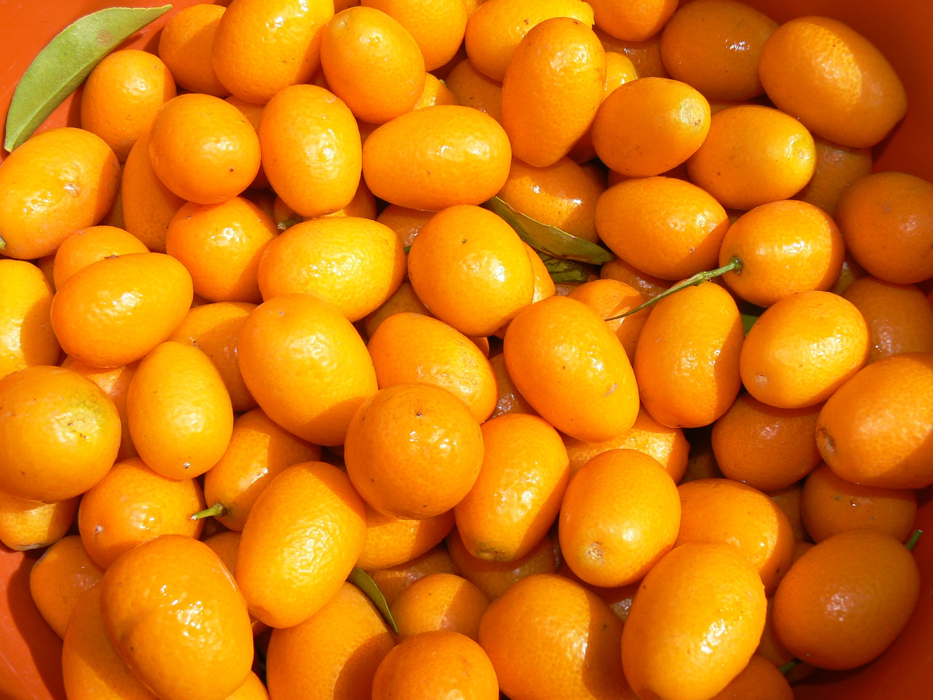 quinotos