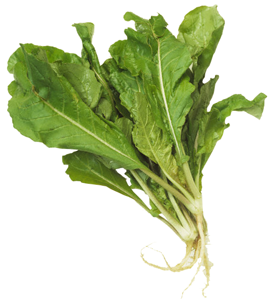 rucula